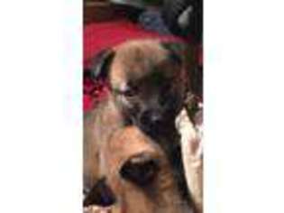 Belgian Malinois Puppy for sale in Medford, NY, USA