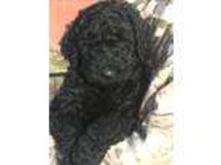 Labradoodle Puppy for sale in Olympia, WA, USA