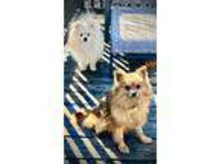 Pomeranian Puppy for sale in Carbondale, IL, USA