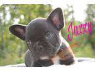 French Bulldog Puppy for sale in Barnett, MO, USA
