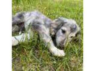 Afghan Hound Puppy for sale in Battle Creek, MI, USA