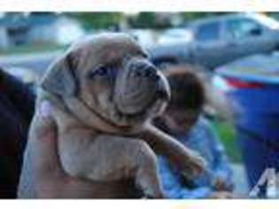 American Pit Bull Terrier Puppy for sale in MODESTO, CA, USA