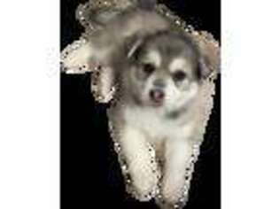 Alaskan Klee Kai Puppy for sale in Marine City, MI, USA