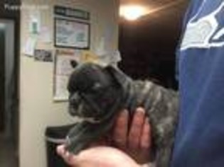 French Bulldog Puppy for sale in Duvall, WA, USA