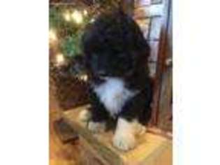 Mutt Puppy for sale in Bowling Green, OH, USA