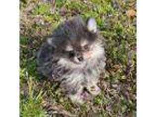 Pomeranian Puppy for sale in Shady Point, OK, USA