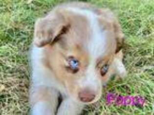 Australian Shepherd Puppy for sale in Tobias, NE, USA