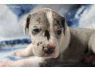 Great Dane Puppy for sale in Springfield, MO, USA