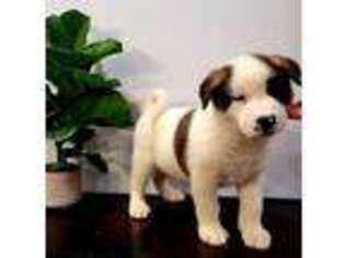 Akita Puppy for sale in Barbourville, KY, USA