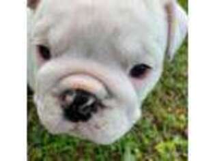 Bulldog Puppy for sale in Castle Hayne, NC, USA