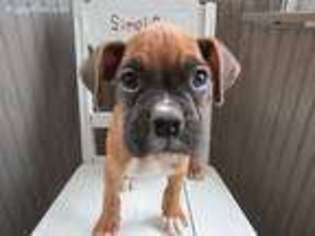 Boxer Puppy for sale in Three Rivers, MI, USA