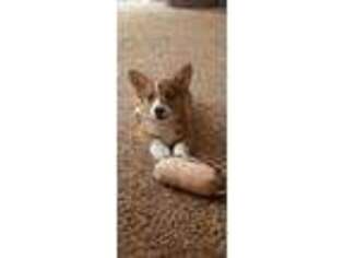 Pembroke Welsh Corgi Puppy for sale in Charlotte, MI, USA