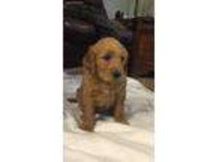 Goldendoodle Puppy for sale in Mcalester, OK, USA