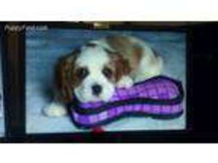 Cavalier King Charles Spaniel Puppy for sale in Madison, AL, USA