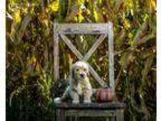 Goldendoodle Puppy for sale in Fontanelle, IA, USA
