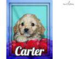 Cavapoo Puppy for sale in Canton, OH, USA