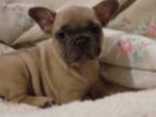 French Bulldog Puppy for sale in Wendell, NC, USA