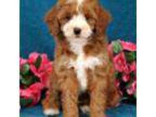 Cavapoo Puppy for sale in Eugene, OR, USA