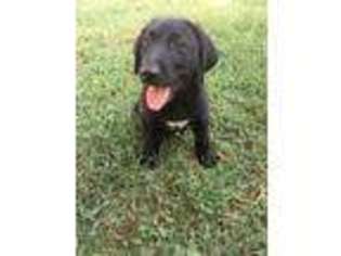 Labrador Retriever Puppy for sale in Antlers, OK, USA