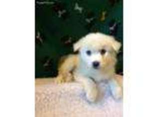 American Eskimo Dog Puppy for sale in Spring, TX, USA