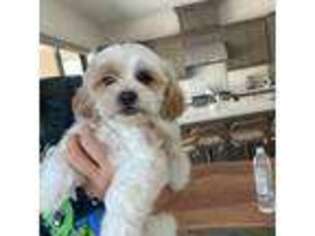 Shih-Poo Puppy for sale in Irvine, CA, USA