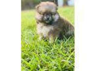 Pomeranian Puppy for sale in Lake Stevens, WA, USA