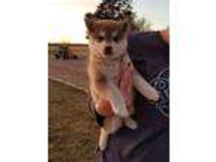 Alaskan Klee Kai Puppy for sale in Great Bend, KS, USA