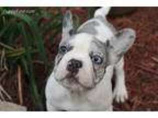 French Bulldog Puppy for sale in Hampton, VA, USA