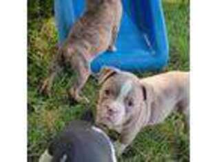 Olde English Bulldogge Puppy for sale in Spring Valley, MN, USA