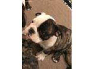Bulldog Puppy for sale in Jefferson, OH, USA