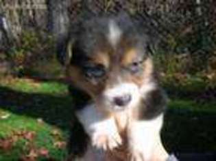 Pembroke Welsh Corgi Puppy for sale in Browerville, MN, USA