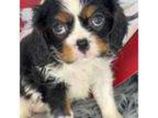 Cavalier King Charles Spaniel Puppy for sale in Toney, AL, USA
