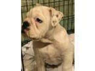 Bulldog Puppy for sale in Syracuse, NY, USA