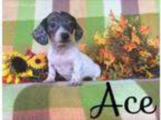 Dachshund Puppy for sale in Glenwood, AR, USA