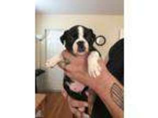 Boston Terrier Puppy for sale in Middletown, OH, USA