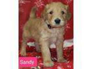 Goldendoodle Puppy for sale in Wonewoc, WI, USA