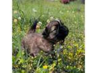 Mutt Puppy for sale in Fayetteville, NC, USA