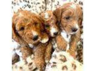 Goldendoodle Puppy for sale in Payson, AZ, USA