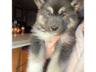 Siberian Husky Puppy for sale in West Baldwin, ME, USA