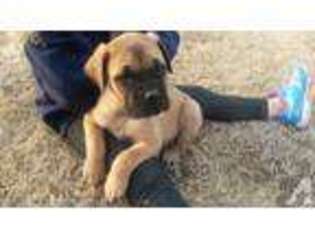 Mastiff Puppy for sale in HASKELL, OK, USA