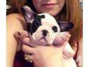 French Bulldog Puppy for sale in ALMA, NY, USA