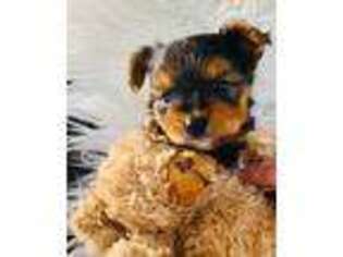 Yorkshire Terrier Puppy for sale in Terrell, TX, USA