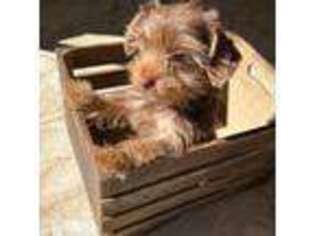 Yorkshire Terrier Puppy for sale in Lake Havasu City, AZ, USA