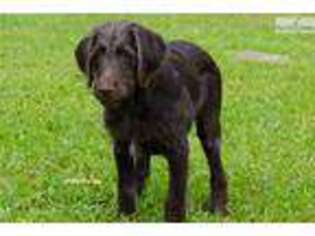 Labradoodle Puppy for sale in West Palm Beach, FL, USA