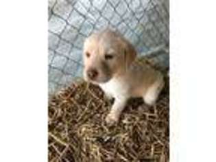 Labrador Retriever Puppy for sale in Dinwiddie, VA, USA