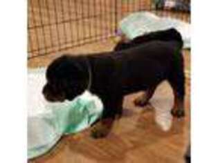 Rottweiler Puppy for sale in Benson, NC, USA