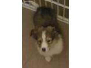 Shetland Sheepdog Puppy for sale in Baltimore, MD, USA