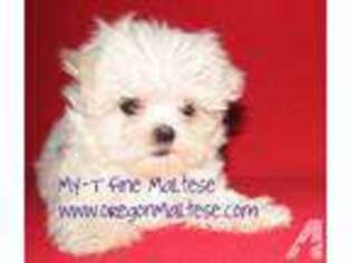Maltese Puppy for sale in HILLSBORO, OR, USA