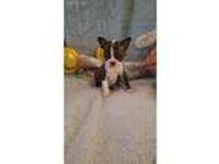 Boston Terrier Puppy for sale in Calhan, CO, USA