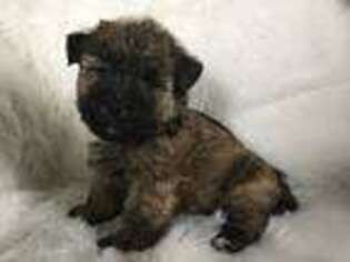 Cairn Terrier Puppy for sale in Worden, MT, USA